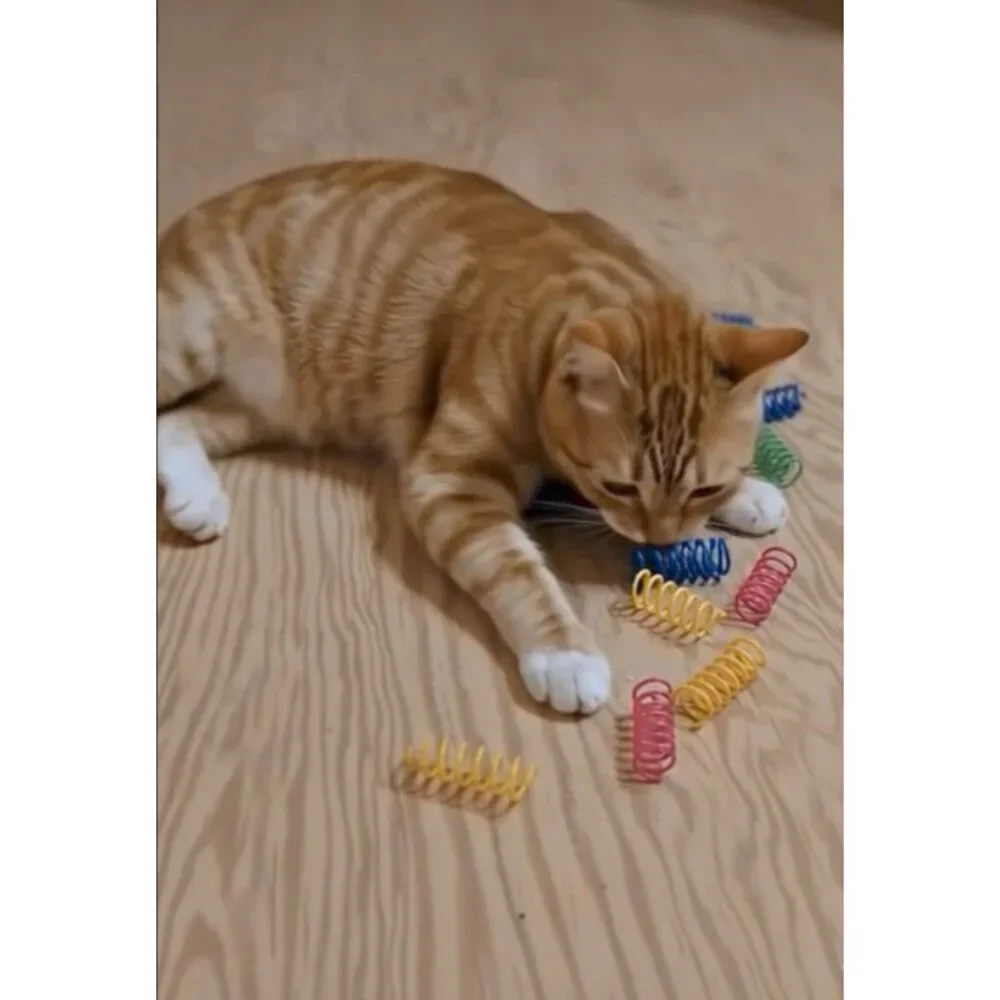 Cat Toy Spring Spiral Bounce Play Hunt Rainbow Bright Colors Pack of 25